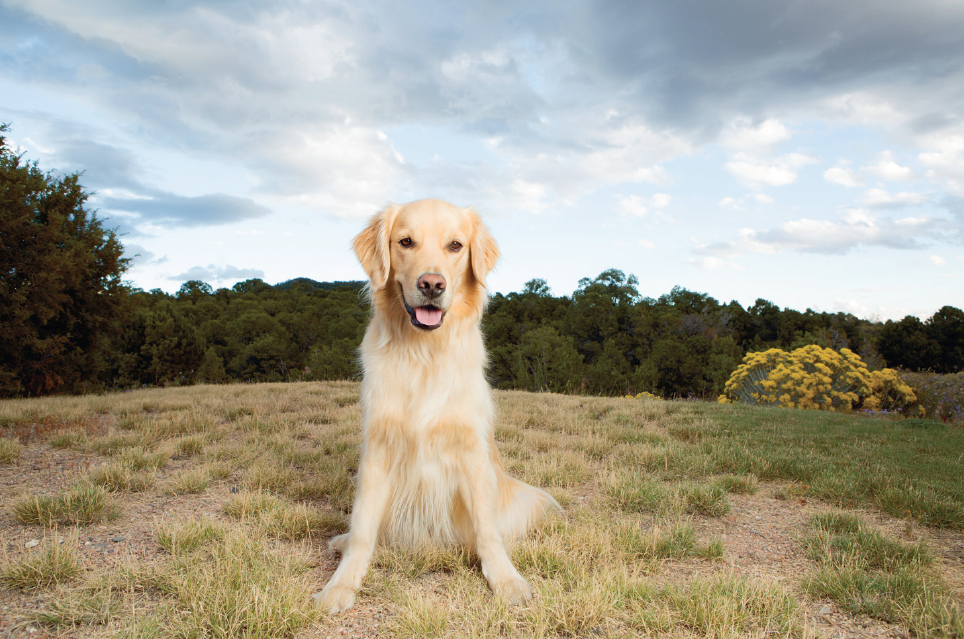 Pet Photography Understanding Dog Behavior