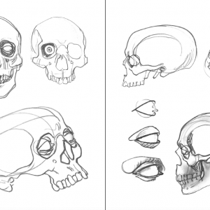 Morpho - Anatomy for Artists