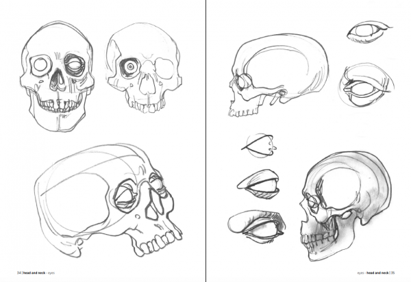 Morpho Anatomy for Artists