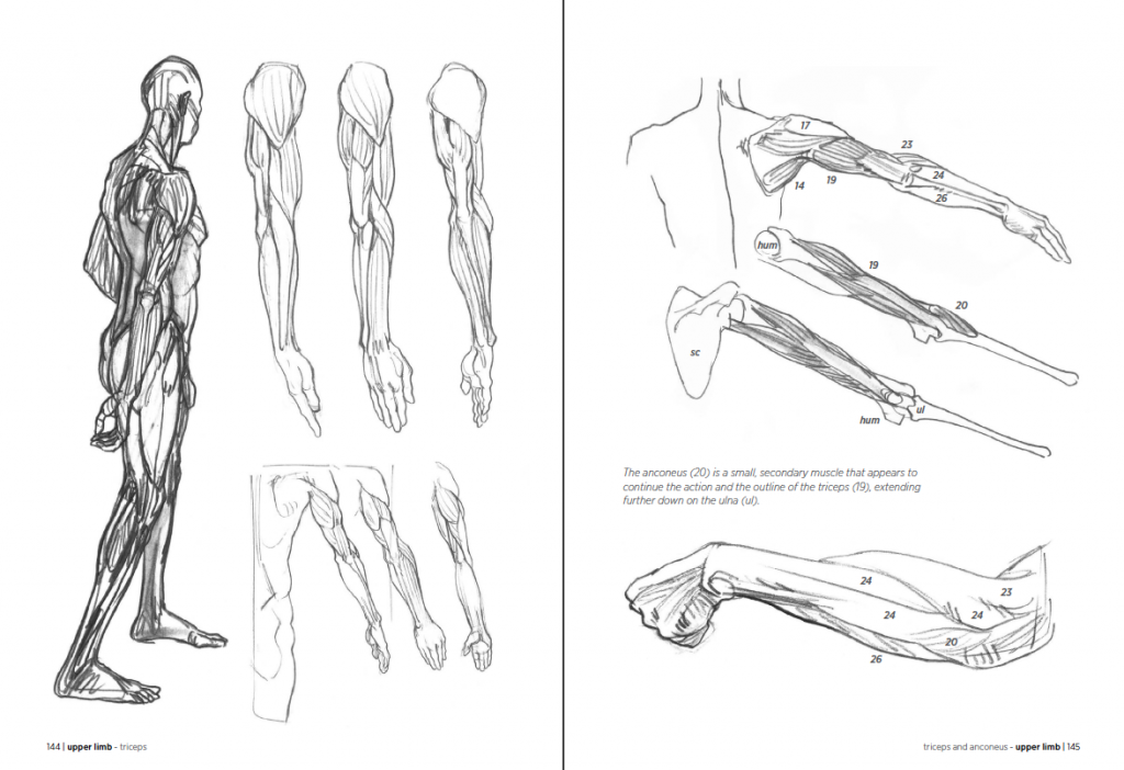 Morpho Anatomy for Artists