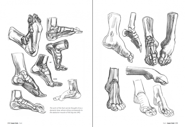 Morpho Anatomy for Artists