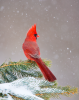 The Bird Friendly Backyard Rocky Nook Excerpt From Mastering Bird Photography By Marie Read