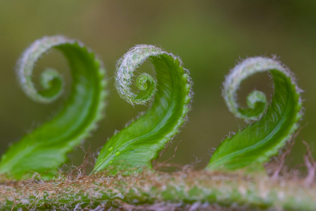 Understanding How Apertures and Depth of Field Affect Focus