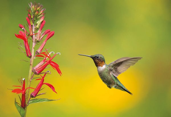 How to Photograph Hummingbirds in Flight - RockyNook