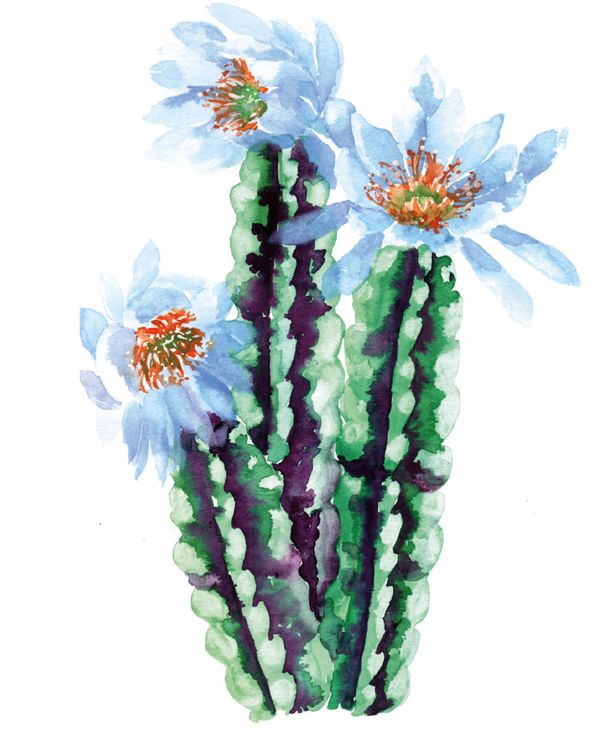 Paint a Queen of the Night Cactus