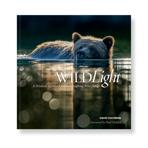 WildLight